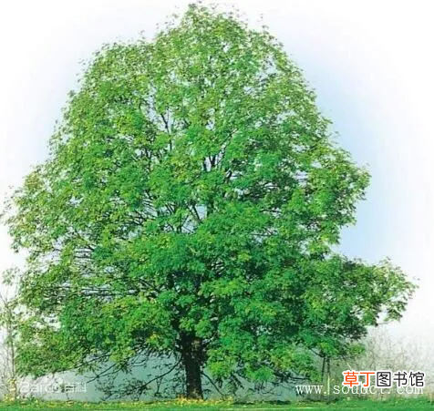 世界上最高的树 世界上最大的树排名榜介绍