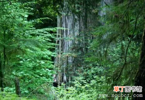 世界上最高的树 世界上最大的树排名榜介绍