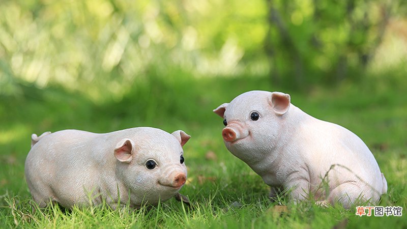 属猪2020年运势及运程每月运程