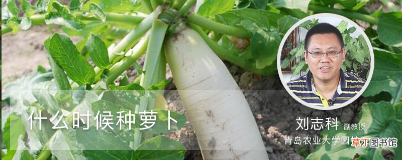 什么时候种萝卜