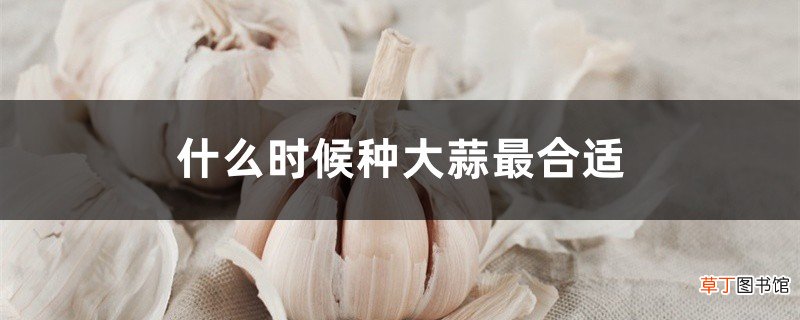 什么时候种大蒜最合适