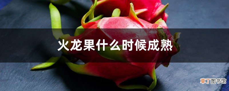 火龙果什么时候成熟
