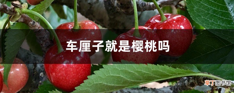 车厘子就是樱桃吗