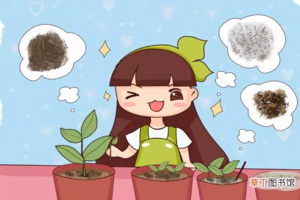 未来1个月，这8种花插土里就活，秋冬也能开！