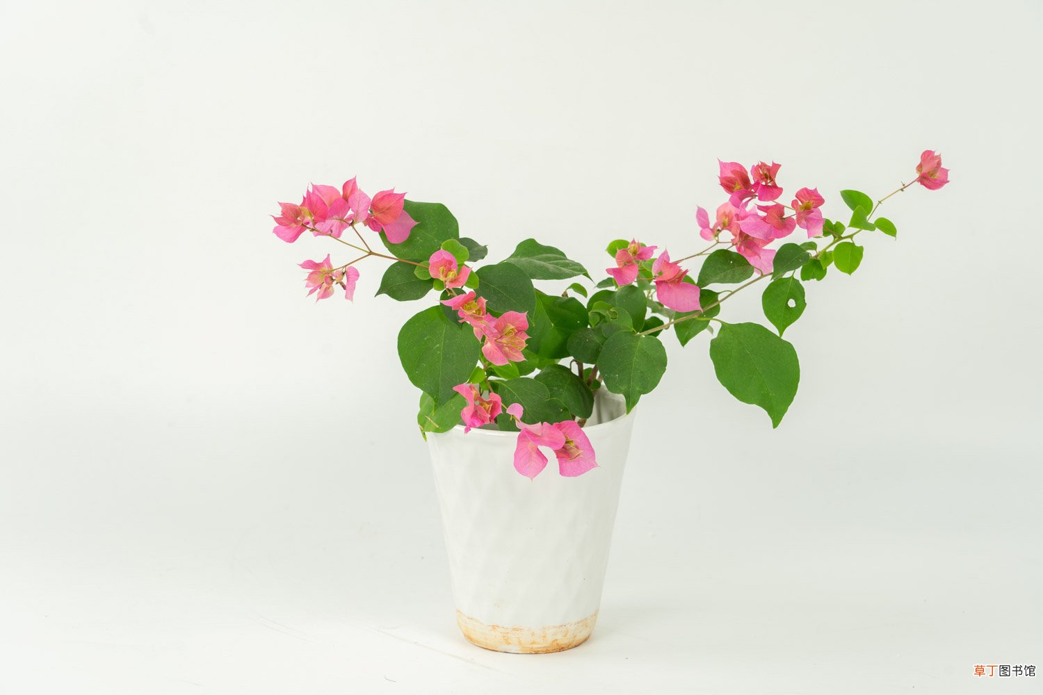 学会这3招，三角梅花开成树，足足100朵！