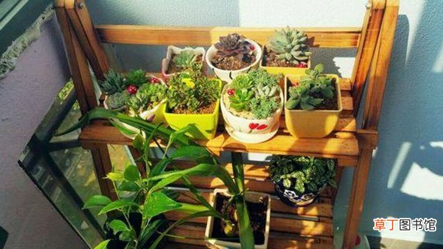 学着这样给“土壤”消消毒，虫子少了，枝叶油亮开花还更旺！