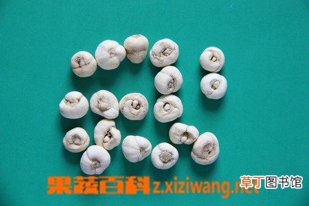 平贝母的功效与药用作用