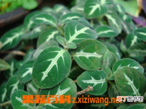 紫心草的功效与作用