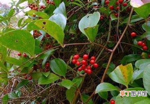 金刚藤的功效与作用 农村常见的金刚藤有什么用处？