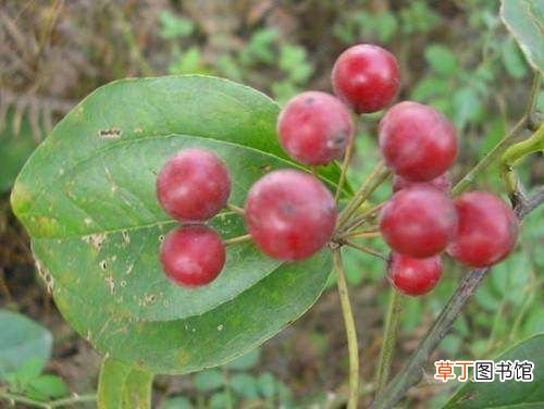 金刚藤的功效与作用 农村常见的金刚藤有什么用处？