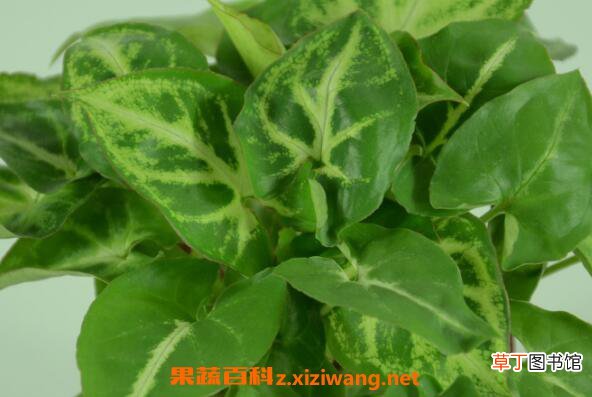 合果芋如何养殖 合果芋的养殖方法和注意事项