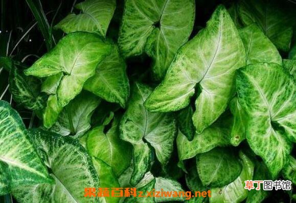 合果芋如何养殖 合果芋的养殖方法和注意事项