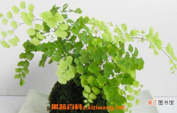 铁线蕨如何养殖 铁线蕨的养殖方法和注意事项