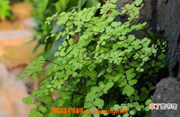 铁线蕨如何养殖 铁线蕨的养殖方法和注意事项