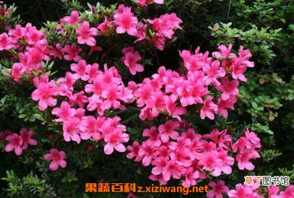 小叶杜鹃怎么养 小叶杜鹃花的养殖方法