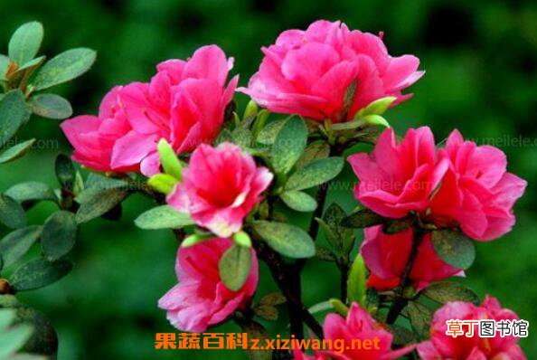 小叶杜鹃怎么养 小叶杜鹃花的养殖方法