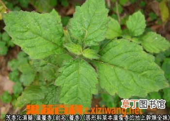广藿香的功效与作用