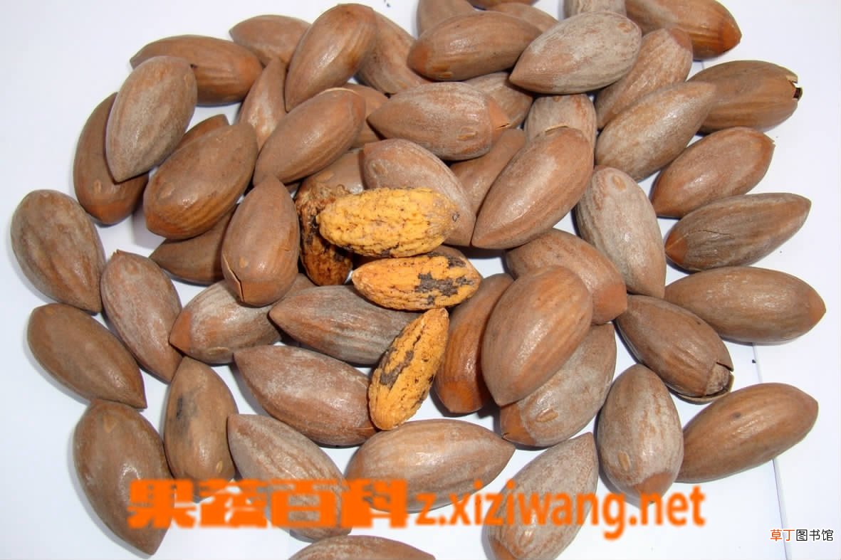 榧子的功效与作用