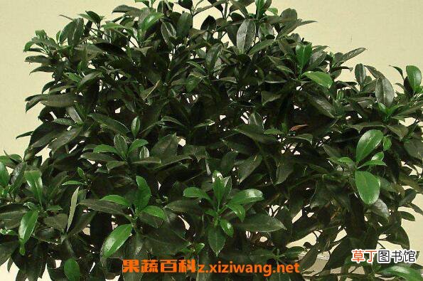 灰莉的养殖方法和注意事项