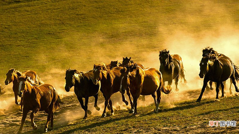 马和马属相合不合