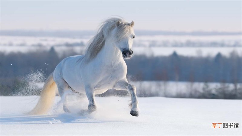 2020年属马人的全年运势