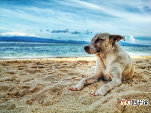 梦见一条大黄狗什么意思