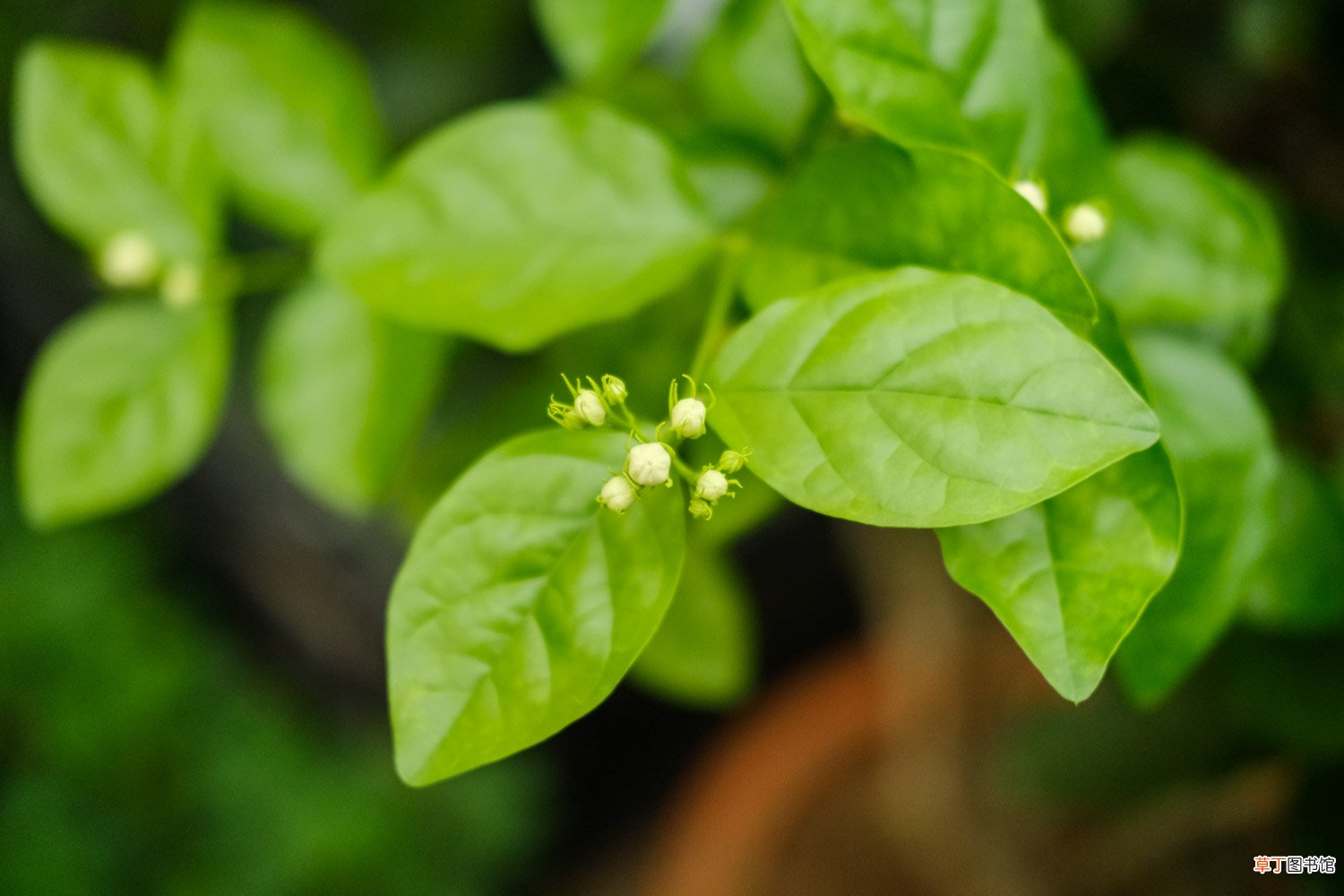 茉莉怎么浇水