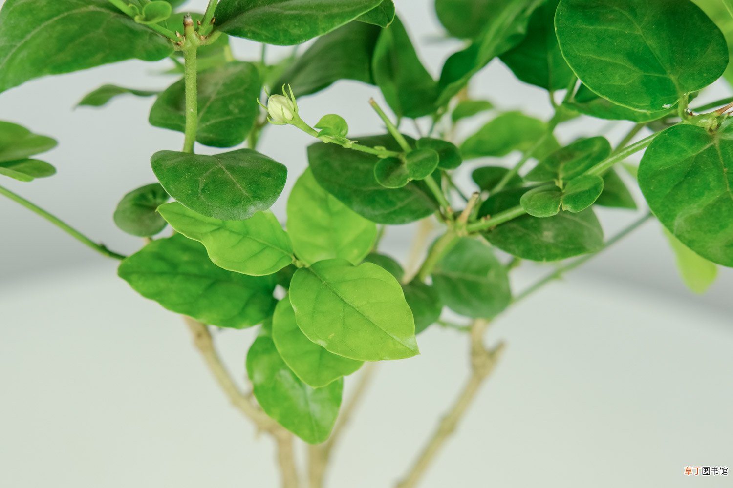 茉莉怎么浇水