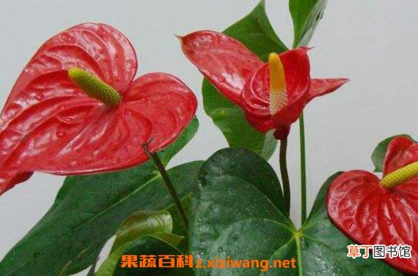 红掌的养殖方法 养殖红掌的注意事项