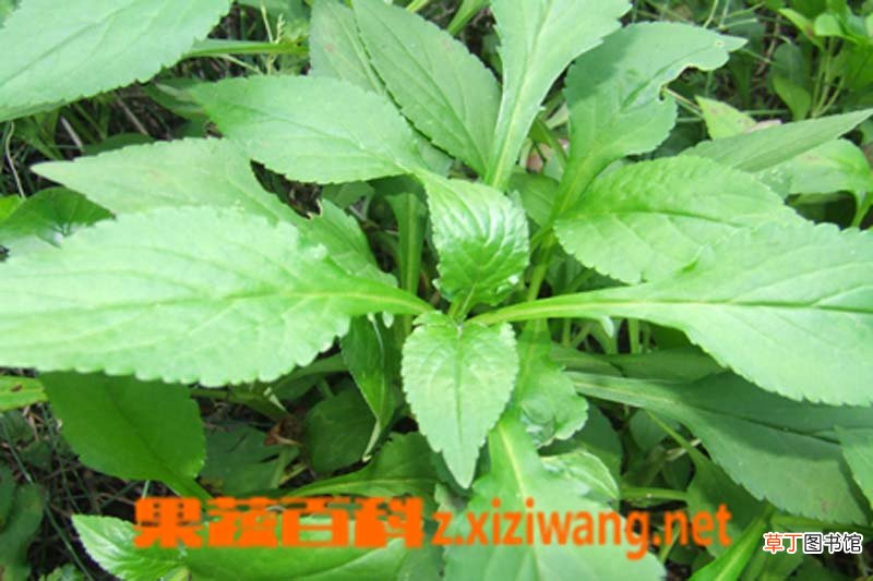 败酱草的作用于功效