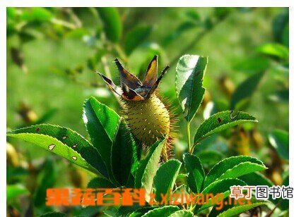 金樱子的功效和作用