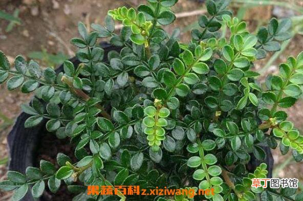 胡椒木怎么养 胡椒木的养殖方法和注意事项