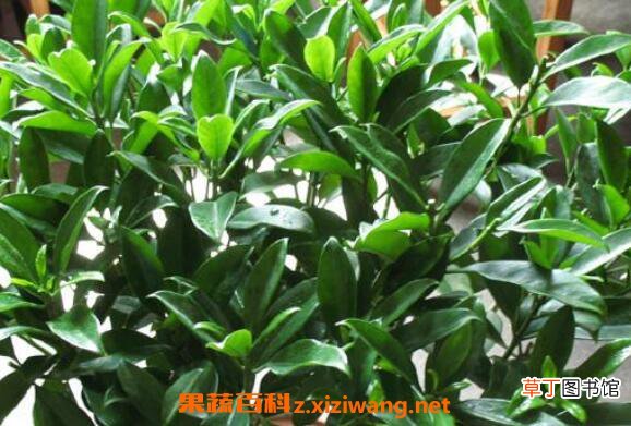 非洲茉莉如何养殖 非洲茉莉的养殖方法和注意事项