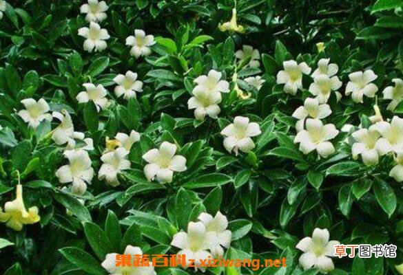 非洲茉莉如何养殖 非洲茉莉的养殖方法和注意事项