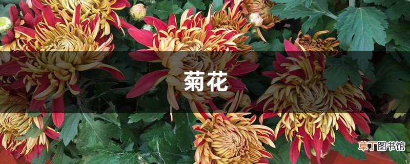 “菊花”真好养，集市上买回一盆，不用施肥就能活