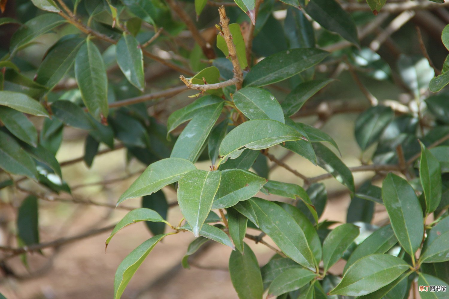 桂花盆栽里掺点“它”，枝芽冒不停，满园飘着桂花香