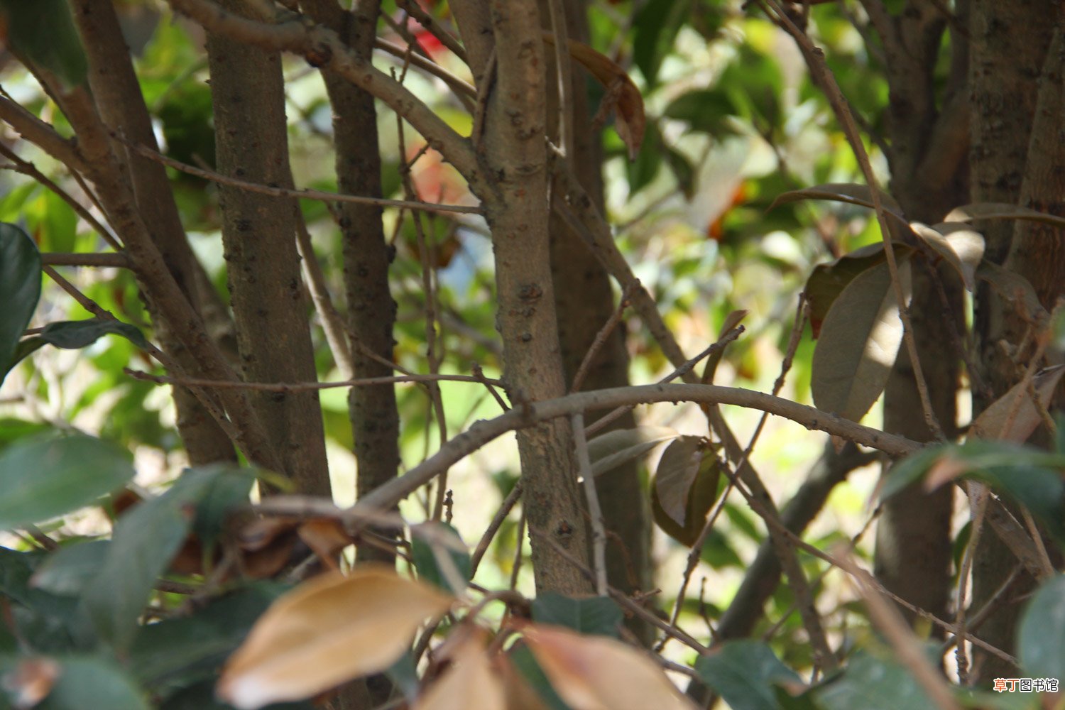 桂花盆栽里掺点“它”，枝芽冒不停，满园飘着桂花香