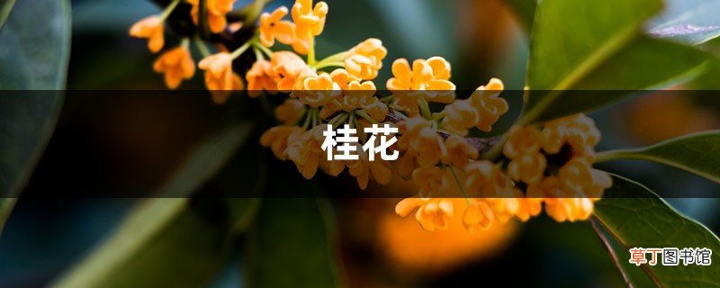 桂花盆栽里掺点“它”，枝芽冒不停，满园飘着桂花香