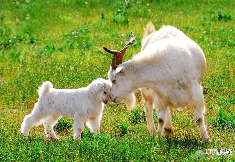 85年属牛跟91年属羊相配吗