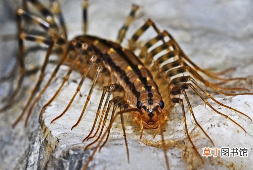 女人梦见蜈蚣是胎梦吗