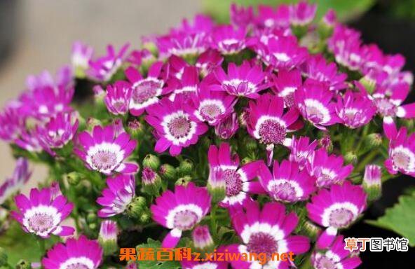 瓜叶菊蔫了怎么办 瓜叶菊花败后怎么处理