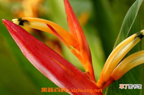 鹤望兰如何养殖 鹤望兰的养殖方法和注意事项