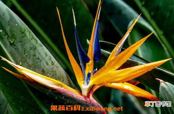 鹤望兰如何养殖 鹤望兰的养殖方法和注意事项