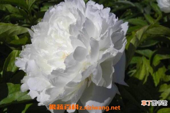 白芍药的功效与作用及药用价值
