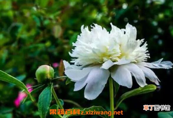 白芍药的功效与作用及药用价值