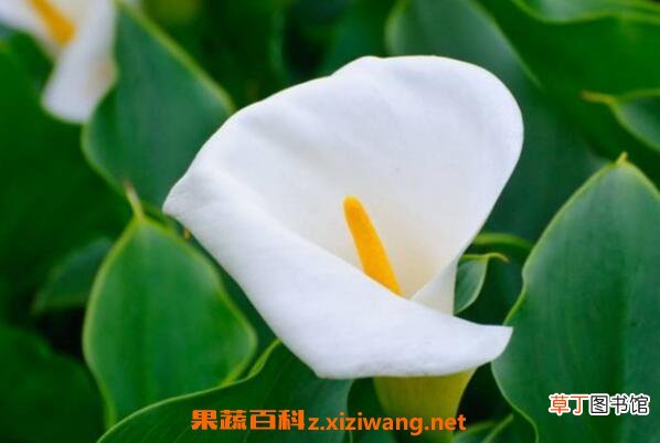 海芋是什么 海芋的养殖方法和注意事项