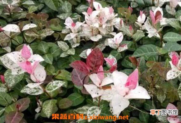 花叶络石的养殖方法和注意事项