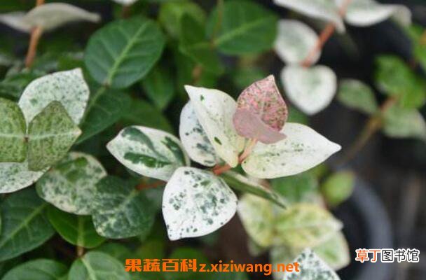 花叶络石的养殖方法和注意事项