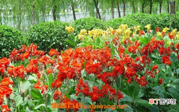 美人蕉品种有哪些 美人蕉花怎么养殖