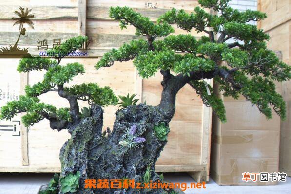 迎客松盆景的养殖方法以及注意事项